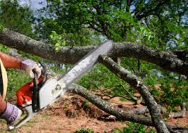 Best Pest Control for Lawns  in Sto Brook University, NY