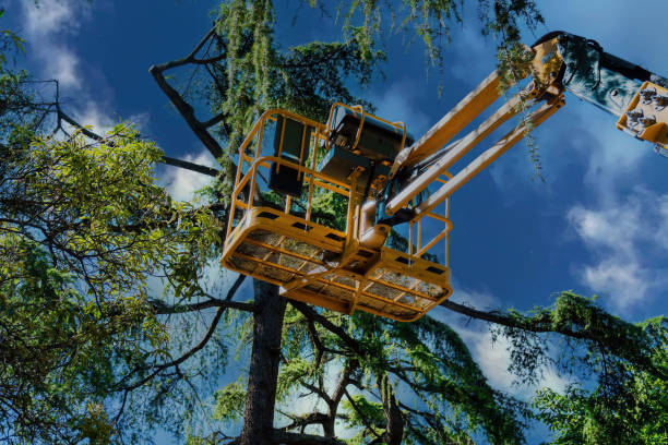 How Our Tree Care Process Works  in  Stony Brook University, NY