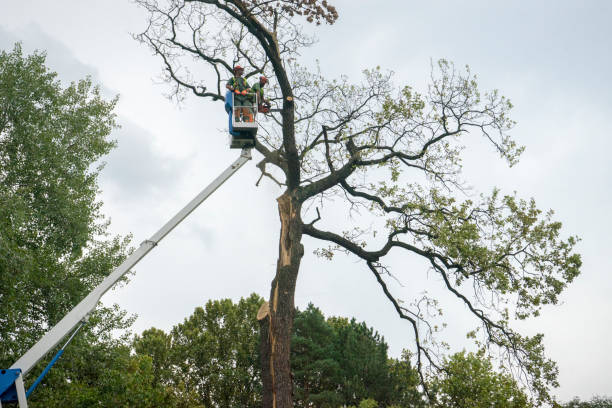 Reliable Stony Brook University, NY Tree Removal Solutions