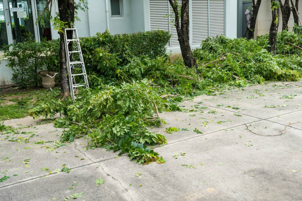 Best Fruit Tree Pruning  in Sto Brook University, NY