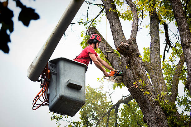 Best Tree Preservation Services  in Sto Brook University, NY
