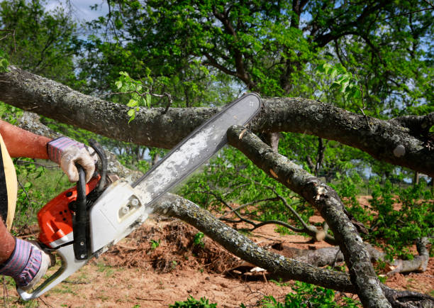 Best Tree Cabling and Bracing  in Sto Brook University, NY