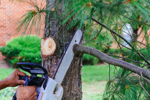 Best Storm Damage Tree Cleanup  in Sto Brook University, NY